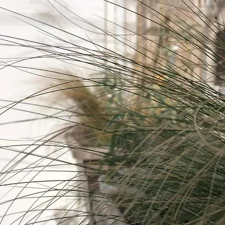 Paso A Paso Terlizzi