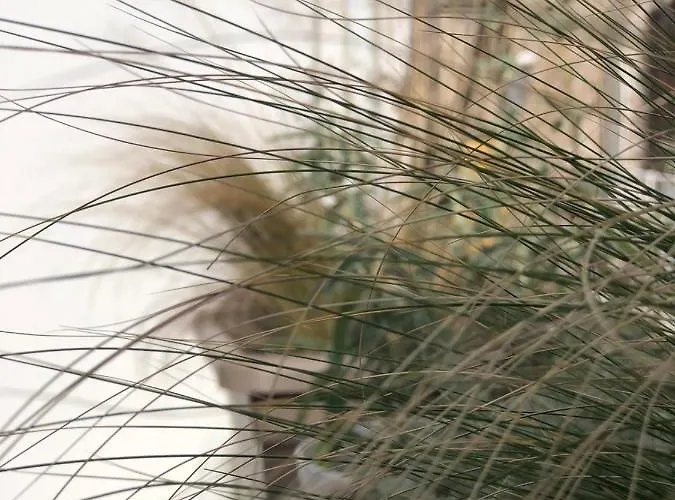 Paso A Paso Terlizzi